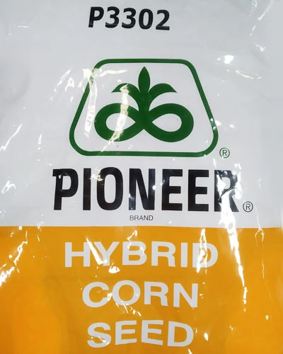 Maize P3302 Pioneer