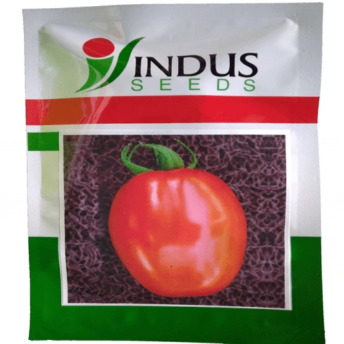 Tomato - Ekalavya Indus