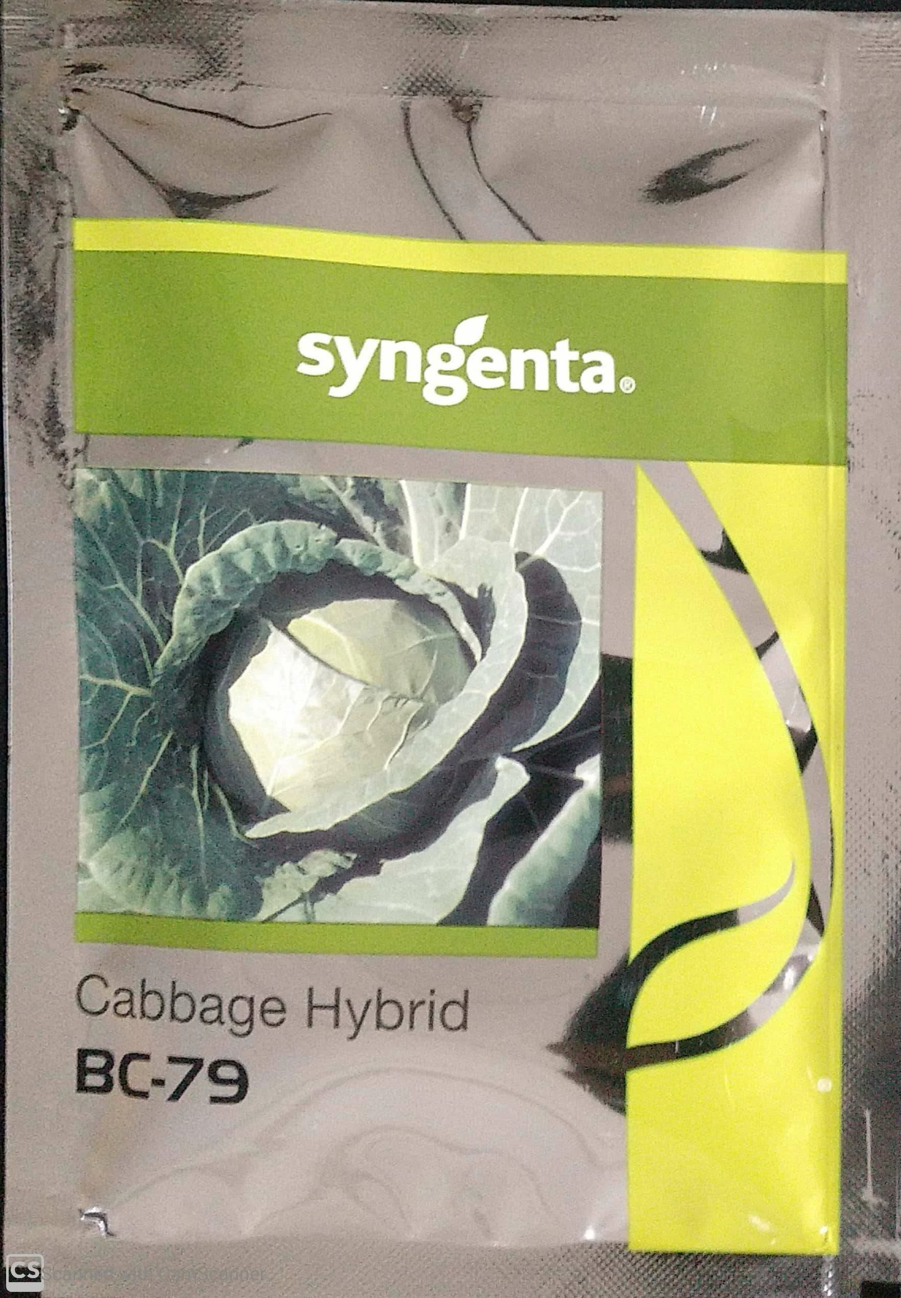 Cabbage BC 79 Syngenta